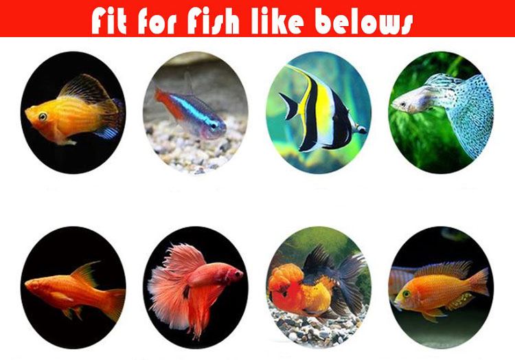 Tropical Fish Flakes Food