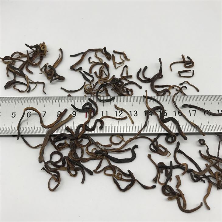 Earthworm fish food